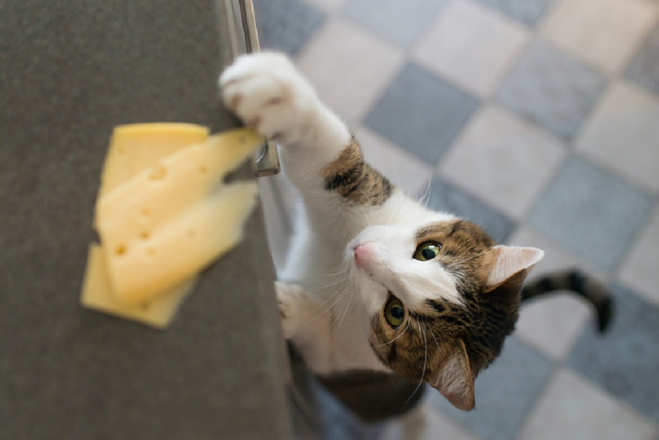 kediler peynir yer mi